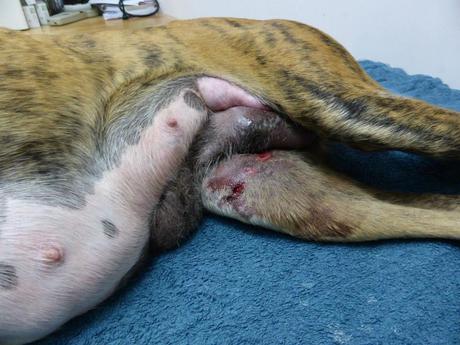 TAMI, GALGA ATROPELLADA, NECESITA AYUDA PARA SU OPERACIÓN. (SEVILLA)