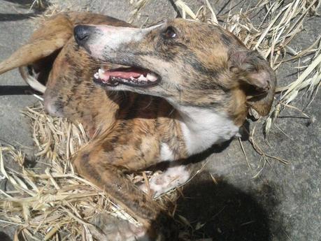 TAMI, GALGA ATROPELLADA, NECESITA AYUDA PARA SU OPERACIÓN. (SEVILLA)
