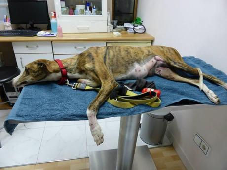 TAMI, GALGA ATROPELLADA, NECESITA AYUDA PARA SU OPERACIÓN. (SEVILLA)