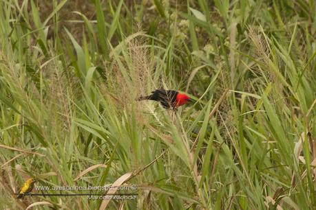 Federal (Scarlet-headed blackbird) Amblyramphus holosericeus