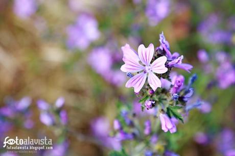 En violeta. Fotografía creativa - Fotografía decorativa