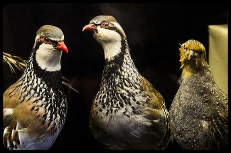 Museo de la Naturaleza de Cantabria