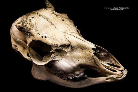 Museo de la Naturaleza de Cantabria