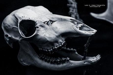 Museo de la Naturaleza de Cantabria