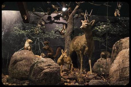 Museo de la Naturaleza Cantabria