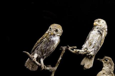 Museo de la Naturaleza de Cantabria