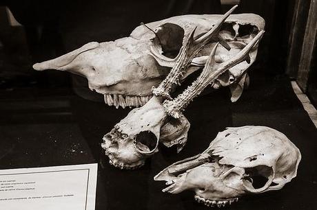 Museo de la Naturaleza de Cantabria