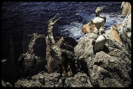 Museo de la Naturaleza de Cantabria