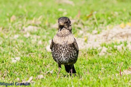 PIRINEO NAVARRO Y EL MIRLO CAPIBLANCO(Turdus torquatua Alpestris)