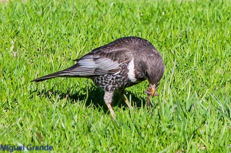 PIRINEO NAVARRO Y EL MIRLO CAPIBLANCO(Turdus torquatua Alpestris)