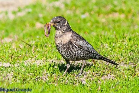 PIRINEO NAVARRO Y EL MIRLO CAPIBLANCO(Turdus torquatua Alpestris)