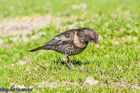 PIRINEO NAVARRO Y EL MIRLO CAPIBLANCO(Turdus torquatua Alpestris)