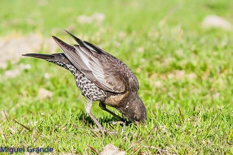 PIRINEO NAVARRO Y EL MIRLO CAPIBLANCO(Turdus torquatua Alpestris)