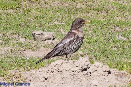 PIRINEO NAVARRO Y EL MIRLO CAPIBLANCO(Turdus torquatua Alpestris)