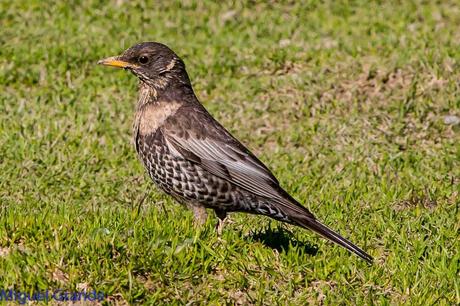 PIRINEO NAVARRO Y EL MIRLO CAPIBLANCO(Turdus torquatua Alpestris)