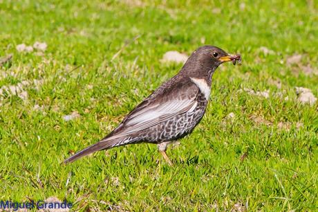 PIRINEO NAVARRO Y EL MIRLO CAPIBLANCO(Turdus torquatua Alpestris)