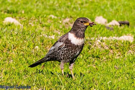PIRINEO NAVARRO Y EL MIRLO CAPIBLANCO(Turdus torquatua Alpestris)