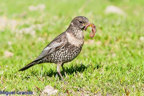 PIRINEO NAVARRO Y EL MIRLO CAPIBLANCO(Turdus torquatua Alpestris)