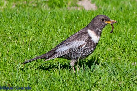 PIRINEO NAVARRO Y EL MIRLO CAPIBLANCO(Turdus torquatua Alpestris)
