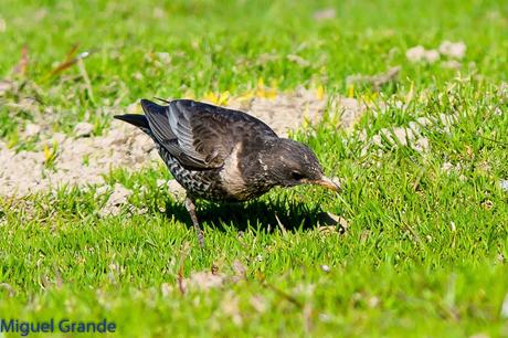 PIRINEO NAVARRO Y EL MIRLO CAPIBLANCO(Turdus torquatua Alpestris)