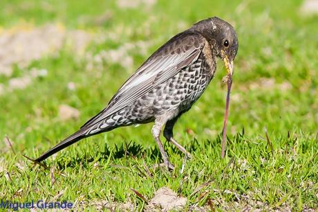 PIRINEO NAVARRO Y EL MIRLO CAPIBLANCO(Turdus torquatua Alpestris)
