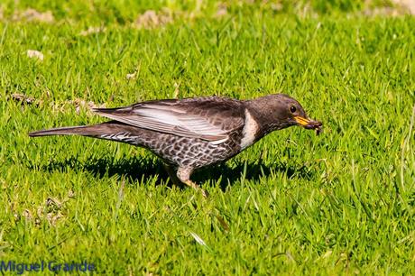 PIRINEO NAVARRO Y EL MIRLO CAPIBLANCO(Turdus torquatua Alpestris)