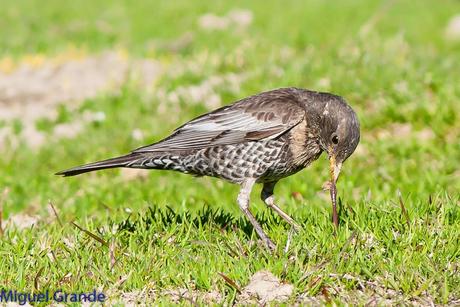 PIRINEO NAVARRO Y EL MIRLO CAPIBLANCO(Turdus torquatua Alpestris)