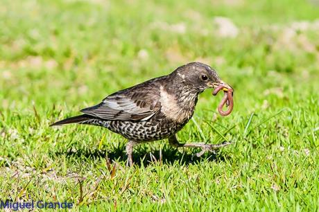 PIRINEO NAVARRO Y EL MIRLO CAPIBLANCO(Turdus torquatua Alpestris)