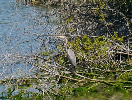 Garzas imperiales en La Granda