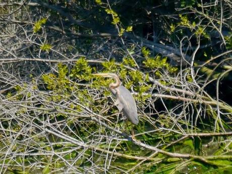 Garzas imperiales en La Granda
