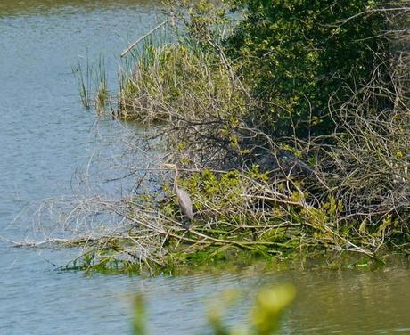 Garzas imperiales en La Granda