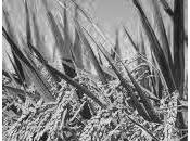 Cáscara arroz -haiku tanka- :reeditado: