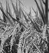 Cáscara de arroz           -haiku y tanka-             :reeditado: