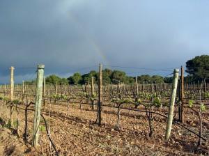 Terruño de Cap de Barbaria