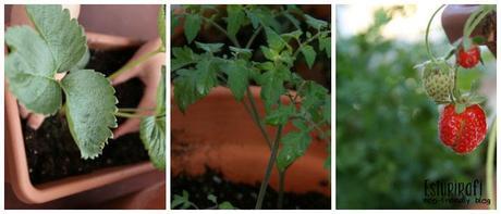 Una terraza llena de plantas aromáticas, fresas, tomates cherry, pimientos de Padrón y Pimientos de Ourense.