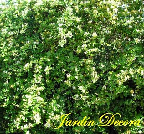 cubrir-una-valla-metálica-con-madreselva