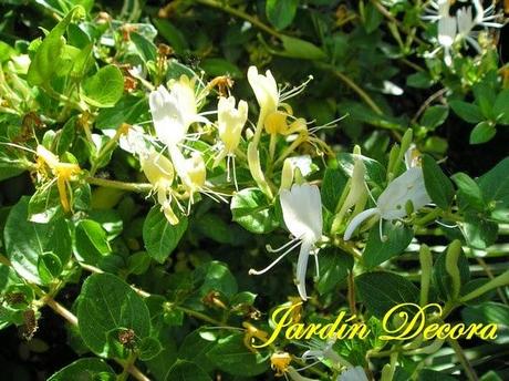 cubrir-una-valla-metálica-con-madreselva-flores