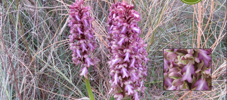 Población de Orquídea Gigante, Alfántega