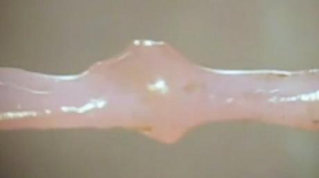 Creacion artificial de un nuevo organo funcional, un minicorazon.