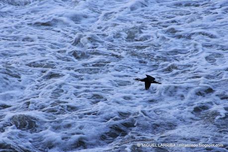 ¿No ves en los cristales, vuelta en hielo una ninfa del T...