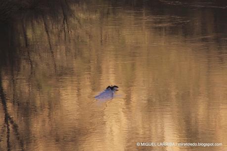 ¿No ves en los cristales, vuelta en hielo una ninfa del T...
