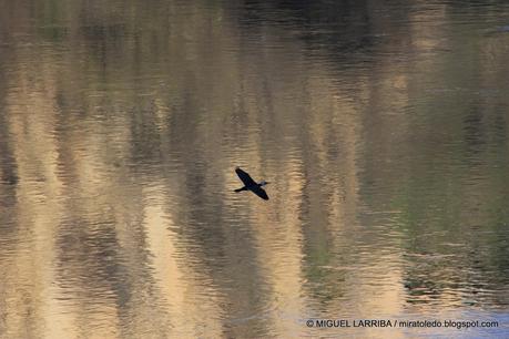 ¿No ves en los cristales, vuelta en hielo una ninfa del T...