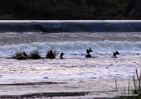 ¿No ves en los cristales, vuelta en hielo una ninfa del T...