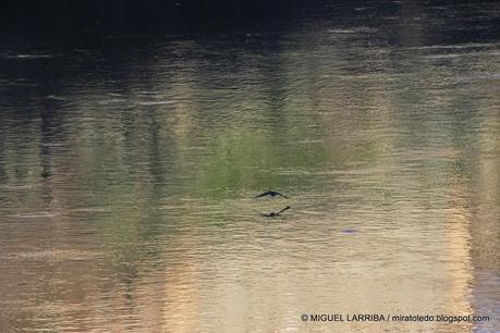 ¿No ves en los cristales, vuelta en hielo una ninfa del T...