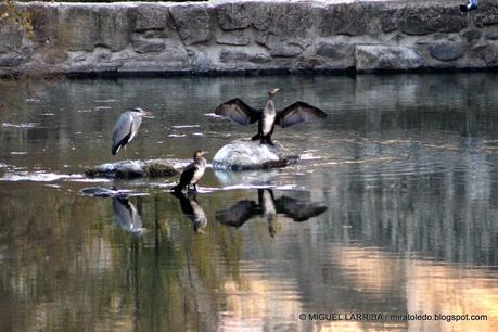 ¿No ves en los cristales, vuelta en hielo una ninfa del T...