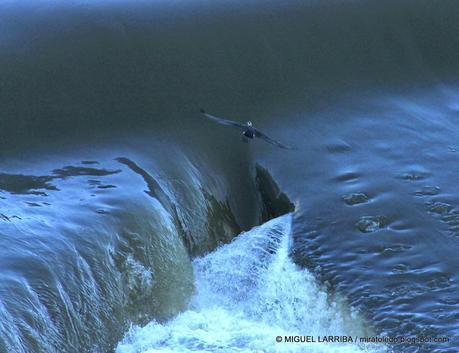 ¿No ves en los cristales, vuelta en hielo una ninfa del T...