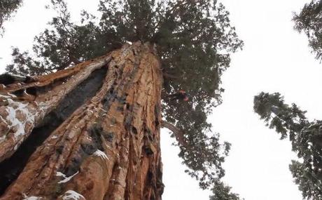 Fotografían el árbol más grande del mundo