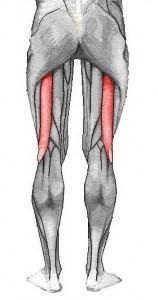 biceps-femoris