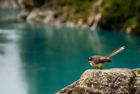 Fantail, qué pájaro más salao!