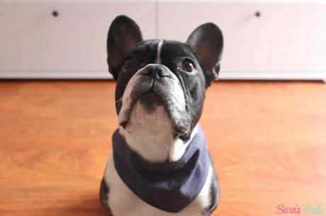 DIY Bandana Reversible para Sookie